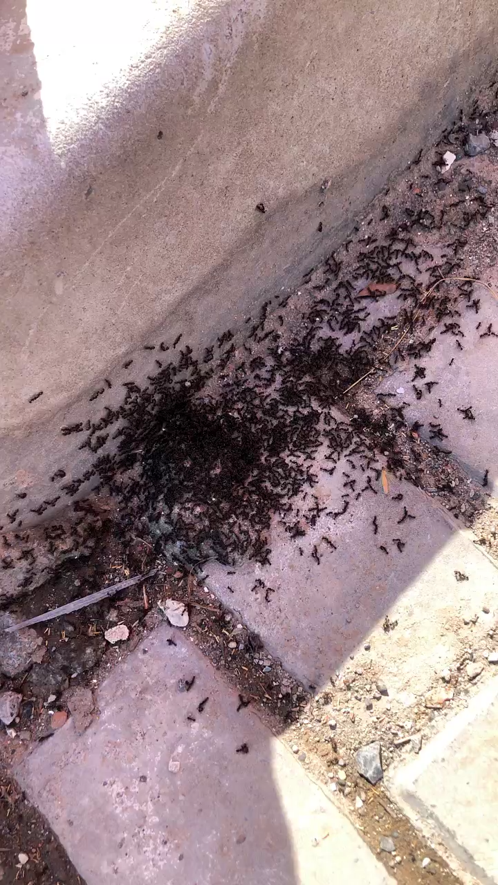 蚂蚁是否会清理巢穴中的死蚂蚁?