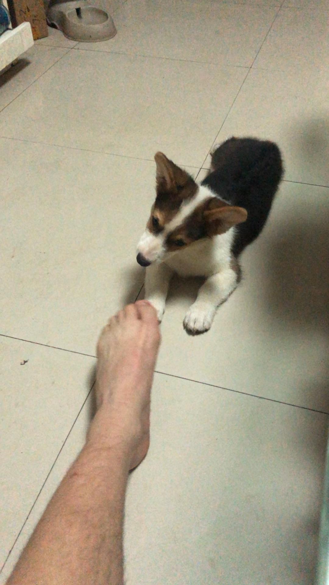 一只普通柯基大概多少钱？ - 知乎